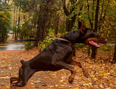AKC Full Euro  Doberman Pinscher