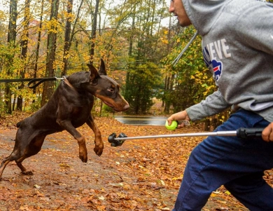 AKC Full Euro  Doberman Pinscher