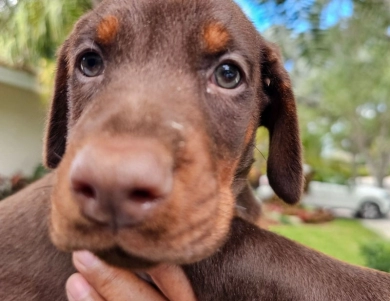 AKC Full Euro  Doberman Pinscher