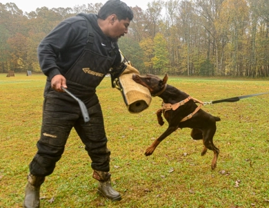 AKC Full Euro  Doberman Pinscher