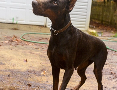 AKC Full Euro  Doberman Pinscher