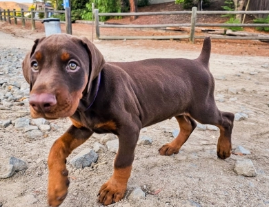 AKC Full Euro  Doberman Pinscher