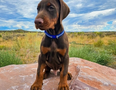 AKC Full Euro  Doberman Pinscher