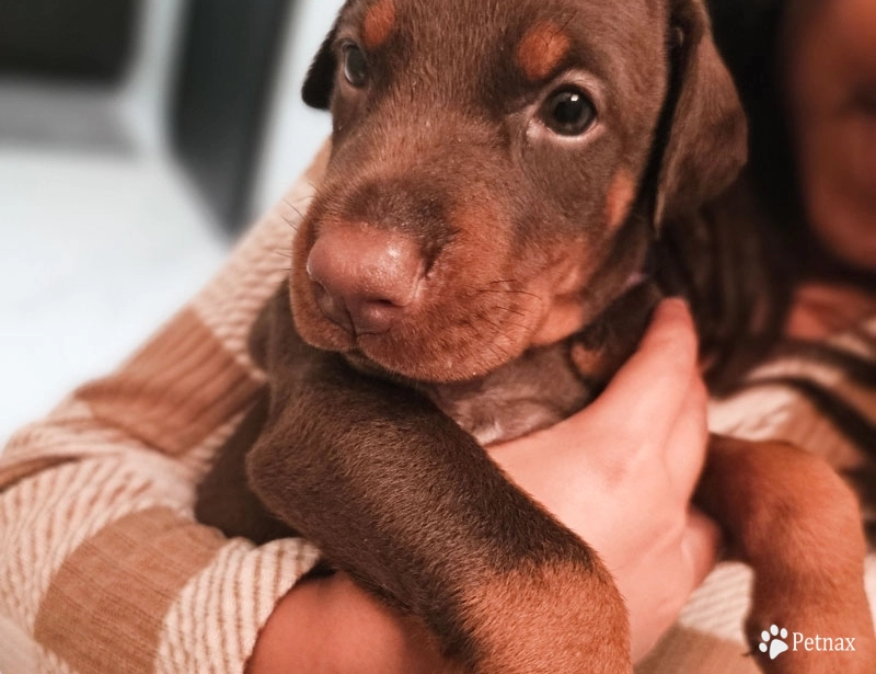 AKC Full Euro  Doberman Pinscher