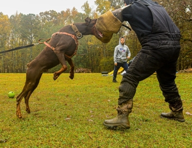 AKC Full Euro  Doberman Pinscher