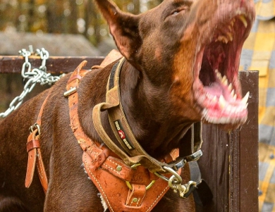 AKC Full Euro  Doberman Pinscher