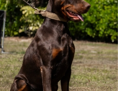 AKC Full Euro  Doberman Pinscher