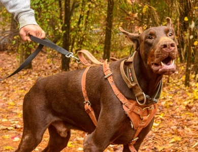 AKC Full Euro  Doberman Pinscher