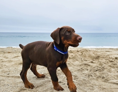AKC Full Euro  Doberman Pinscher