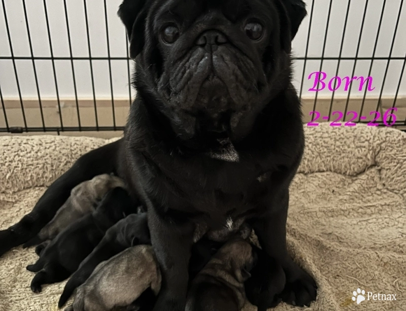 Fawn females Pug
