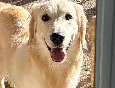 Golden Retriever Puppies