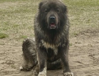 Maverick  Caucasian Shepherd