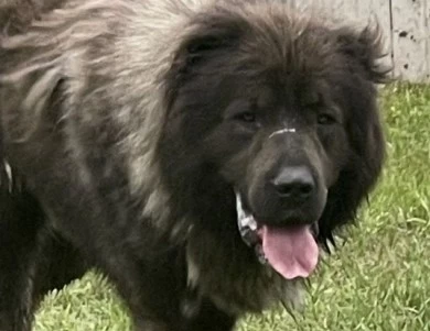 Maverick  Caucasian Shepherd