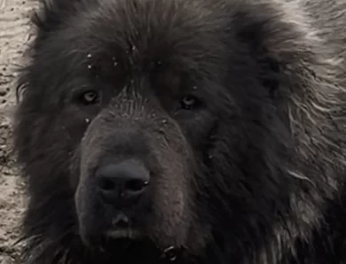 Maverick  Caucasian Shepherd