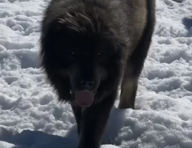 Maverick  Caucasian Shepherd