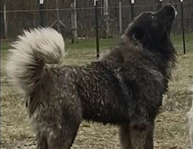 Maverick  Caucasian Shepherd