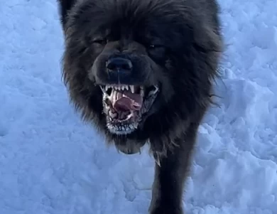 Maverick  Caucasian Shepherd