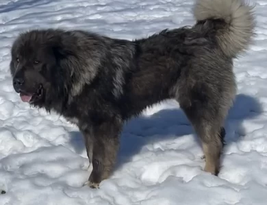 Maverick  Caucasian Shepherd