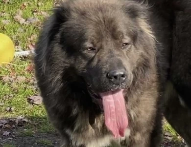 Maverick  Caucasian Shepherd