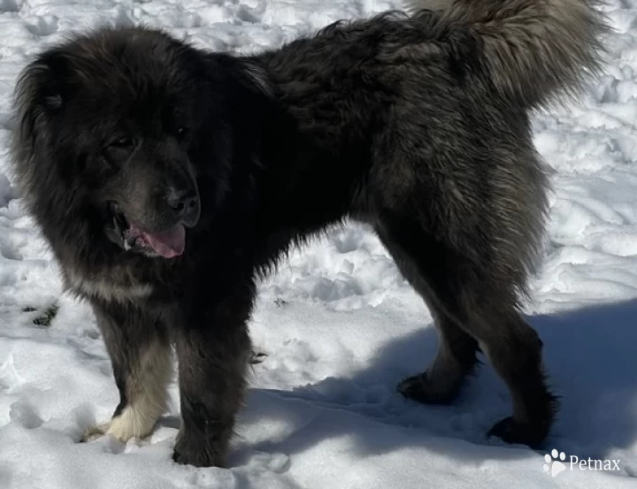 Maverick  Caucasian Shepherd