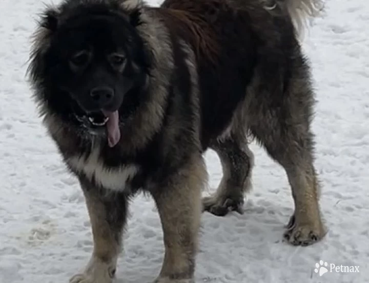 Drago  Caucasian Shepherd