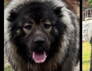 Drago  Caucasian Shepherd