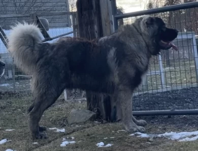 Drago  Caucasian Shepherd