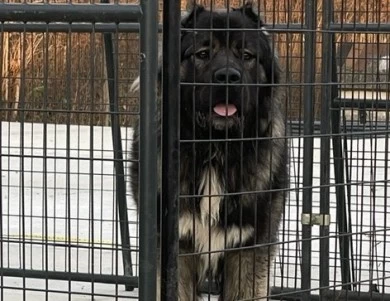 Drago  Caucasian Shepherd