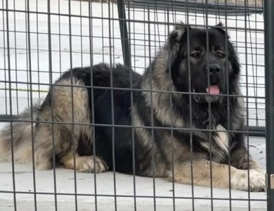 Drago  Caucasian Shepherd