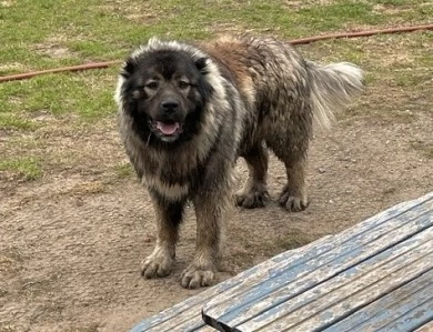 Drago  Caucasian Shepherd