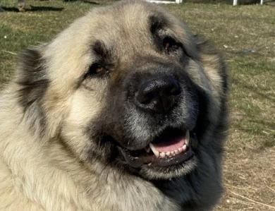 Kyra Caucasian Shepherd