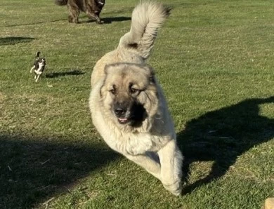 Kyra Caucasian Shepherd