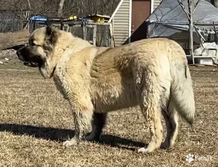 Kyra Caucasian Shepherd