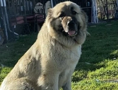 Kyra Caucasian Shepherd