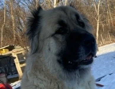 Kyra Caucasian Shepherd