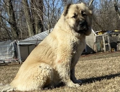 Kyra Caucasian Shepherd