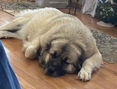 Kyra Caucasian Shepherd