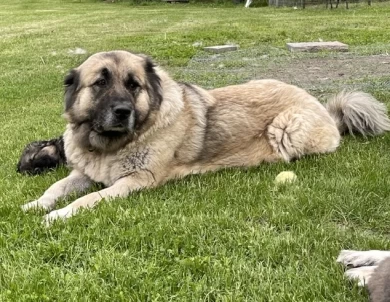 Kyra Caucasian Shepherd