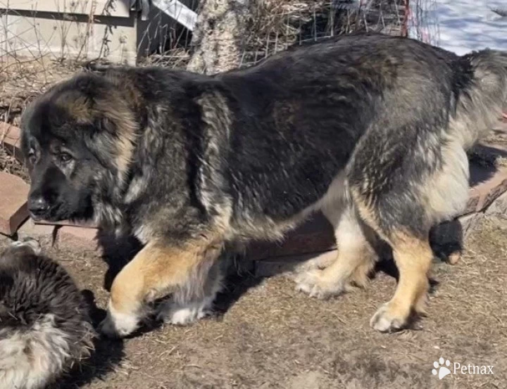 Karmella  Caucasian Shepherd