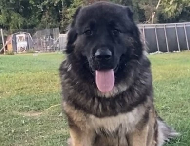 Karmella  Caucasian Shepherd