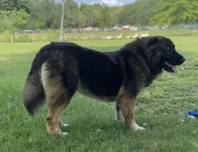 Karmella  Caucasian Shepherd