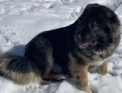 Karmella  Caucasian Shepherd