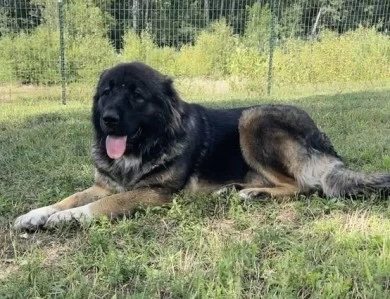 Karmella  Caucasian Shepherd