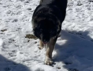 Karmella  Caucasian Shepherd