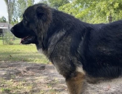 Karmella  Caucasian Shepherd