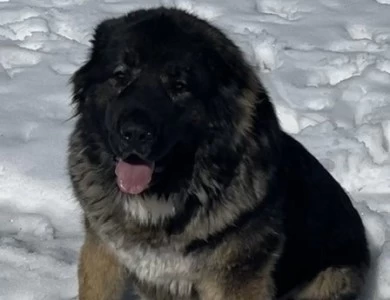 Karmella  Caucasian Shepherd