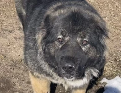 Karmella  Caucasian Shepherd