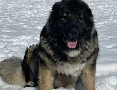 Karmella  Caucasian Shepherd