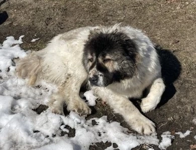 Lakova Caucasian Shepherd