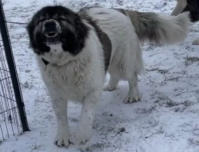 Lakova Caucasian Shepherd